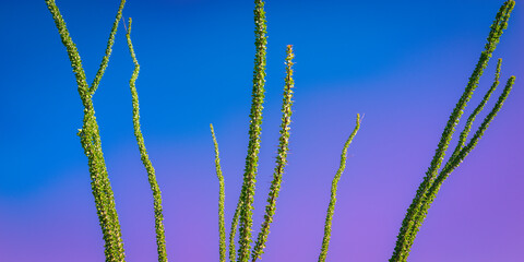 Ocotillo stems on the blue sky background, the desert plant also known as buggywhip, candlewood, slimwood, desert coral, or vine cactus