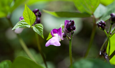 Bush Bean - Phaseolus vulgaris. Dwarf Bean 'Purple Teepee' growing in the garden with purple...