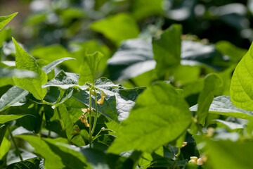 Yellow Bush Beans growing in the garden.