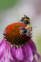 Echinacea purpurea  -  purple coneflower with bumbebee and wild bees feeding on its nectar and pollen.