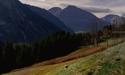view of the mountains with dog