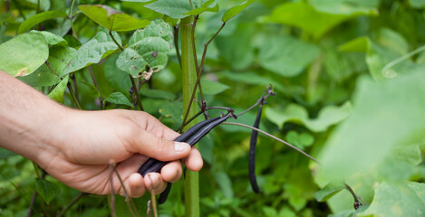 Bush Bean - Phaseolus vulgaris. Dwarf Bean 'Purple Teepee' growing in the garden. Young gardener...
