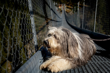 bearded collie dog lying on suspension bridge