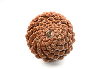 biological example of fibonacci spirals seen at a pine cone isolated on white background.