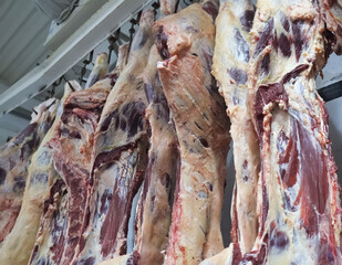 Meat carcasses hang in meat processing plant.