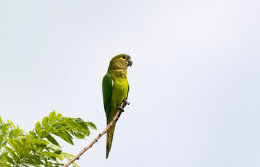 View of a Brown-throated Parakeet (Eupsittula pertinax) perched on a tree branch