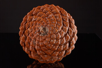 biological example of fibonacci spirals seen at a pine cone isolated on black background