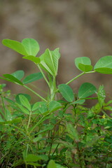 Arachis hypogaea L. (Also called Kacang tanah, peanut, groundnut, goober, pindar, monkey nut) plant in the nature