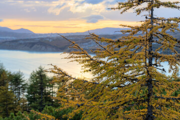Picturesque evening autumn landscape. View of larch trees, sea bay and hills. Branches of larch trees with yellow needles. Beautiful sunset. Shallow depth of field and blurry background. Soft focus.