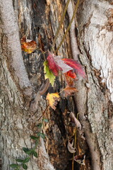 Closeup of Bark and Colorful Leaves in Autumn
