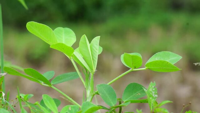 Arachis hypogaea L. (Also called Kacang tanah, peanut, groundnut, goober, pindar, monkey nut) plant in the nature