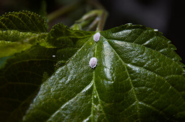 Cochineal, "cochonilha". Insect pest of plants in the vegetable garden. Photo taken on a blackberry leaf. Dactylopius coccus, the red dye is removed from this animal. Macro image, zoom.