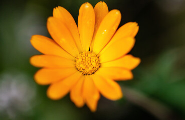 The flower is yellow. Macro image