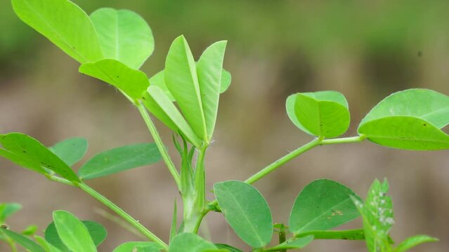 Arachis hypogaea L. (Also called Kacang tanah, peanut, groundnut, goober, pindar, monkey nut) plant in the nature