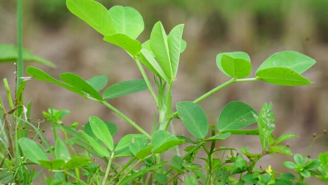 Arachis hypogaea L. (Also called Kacang tanah, peanut, groundnut, goober, pindar, monkey nut) plant in the nature