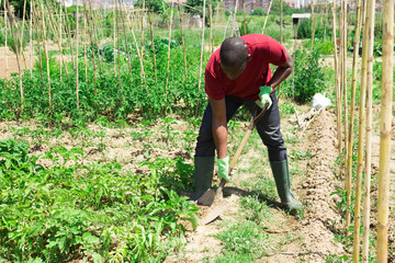 African american man professional horticulturist with garden shovel working at land in garden