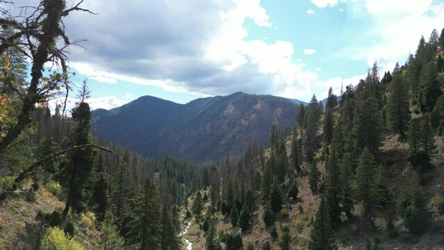 Aerial revealing through pine tree branches to beautiful river valley in Lowman, Idaho in fall