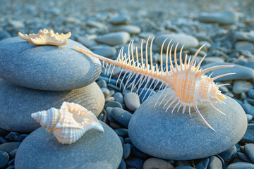 Shells and rare starfish lie on rocks by sea and are illuminated by summer sunlight.