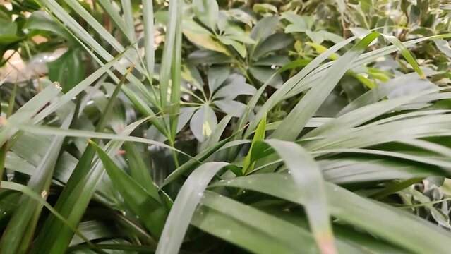 Close-up of exotic indoor plants. Growing beautiful tropical plants in the house or in a glass greenhouse. Top view of the leaves of hamedorea, scheffler, ficus benjamin and other flowers