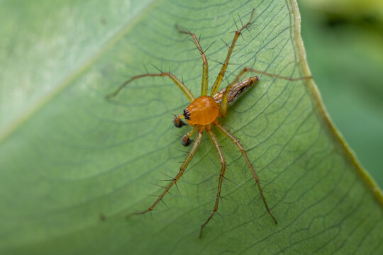 Oxyopes salticus is a species of spider in the family Oxyopidae.  This species is also part of the genus Oxyopes and the order Araneae