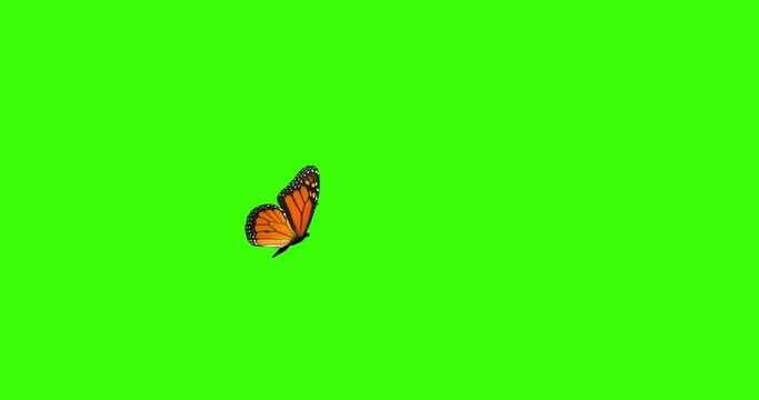 Colorful Butterfly Flying On Green Screen Matte Background 4k Animation Stock Footage. 3D Butterfly Stock Video on chroma key.