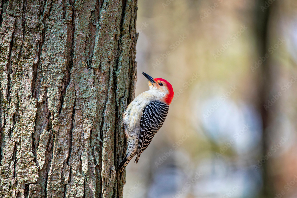 Sticker The red-belied woodpecker (Melanerpes carolinus)  in the park.