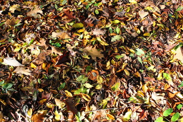 Brown, green, yellow, orange and red autumn leaves on the forest floor background