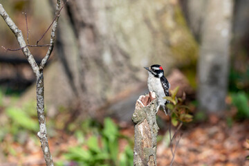 American woodpecker (Dryobates pubescens) Smalest woodpecker in USA. Natural scene from Wisconsin