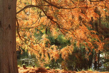 Gorgeous brown and red Metasequoia glowing in the afternoon autumn light. Rare deciduous conifer changing its leaves for fall 