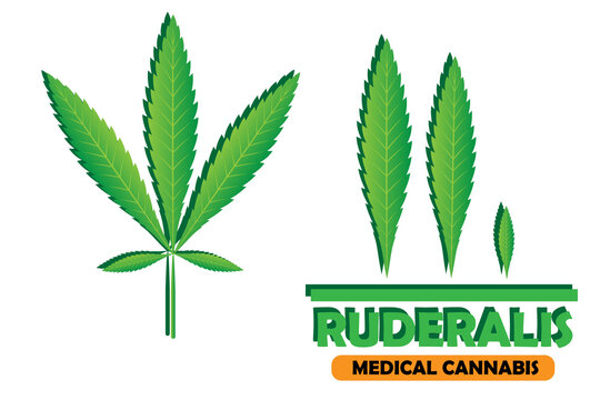 Green leaf of Cannabis Ruderalis