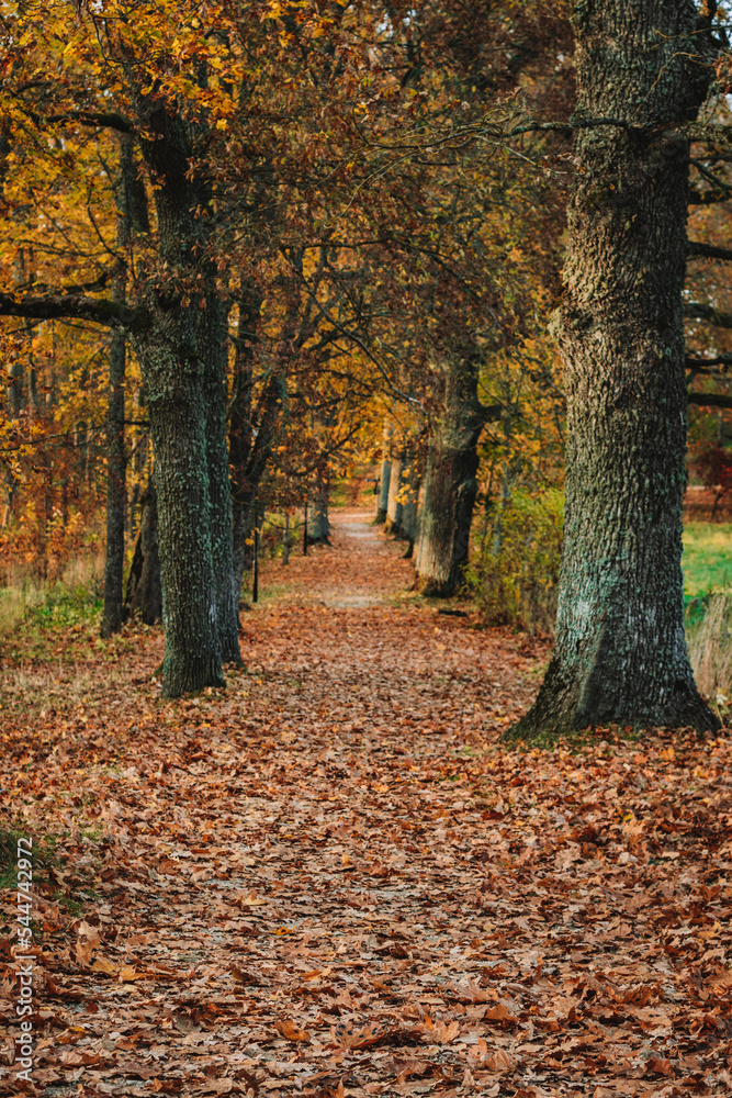 Wall mural autumn in the park