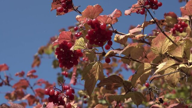 the red viburnum has reached