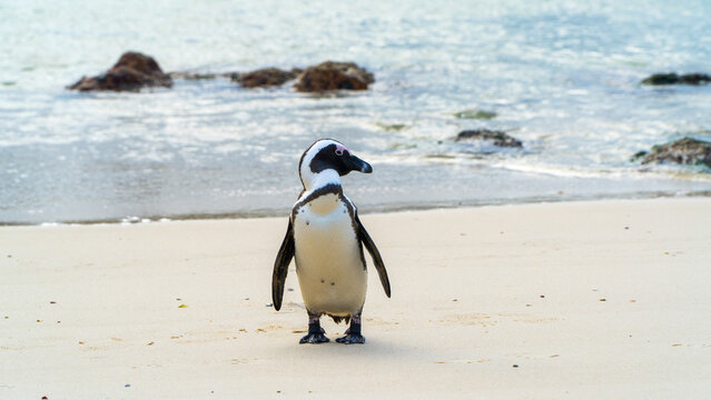 Penguim at Beach