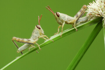 the shape of a small grasshopper