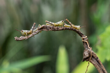 the shape of a small grasshopper