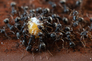 the social life of the ant colony