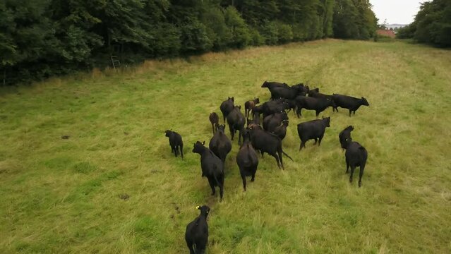 Adult And Calf Aberdeen Angus Cattle Walking In The Open Pasture