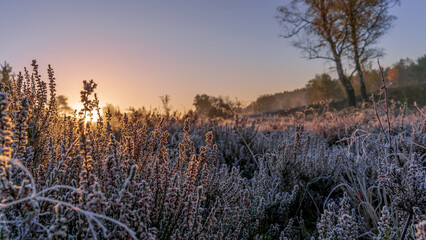 Herbst in der L&uuml;neburger Heide 