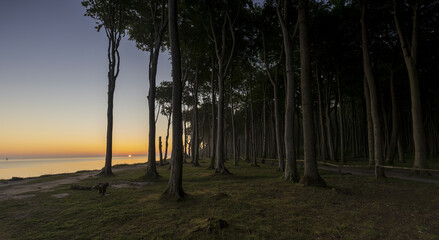 Gespensterwald Nienhagen 