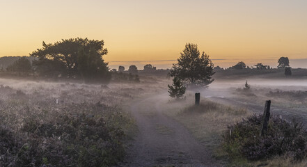 L&uuml;neburger Heide im Nebel 