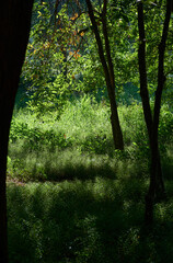 The green color of trees and grass in sunlight