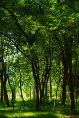 The green color of trees and grass in sunlight