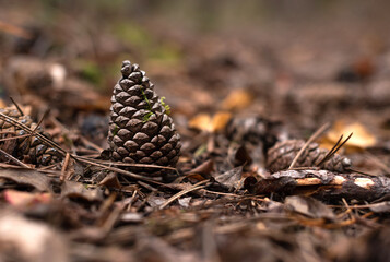 cone in the forest on the ground close-up lying on a carpet of autumn dry leaves in the forest