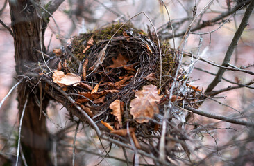 Abandoned bird's nest in the autumn forest