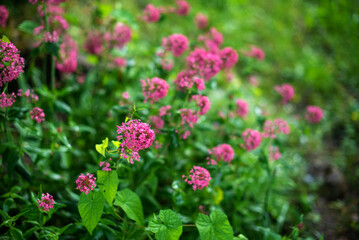 Obraz premium Blooming spirea by pink small flowers. The blossoming bush of a spirea in a summer garden