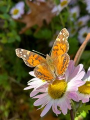butterfly on flower