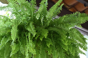 fern leaves