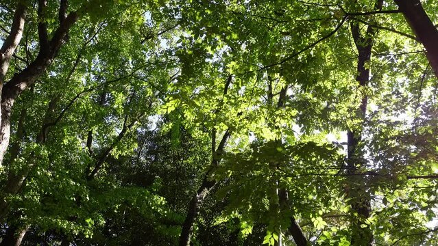 公園の木々