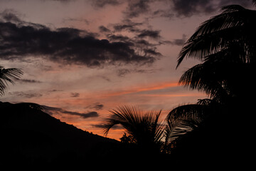 coucher de soleil et ombre des palmes en Polynésie