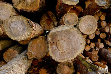 Tree Trunks For Heating.Wooden Logs.Heating season.solid fuel. Chopped Firewood Logs In A Pile. The...